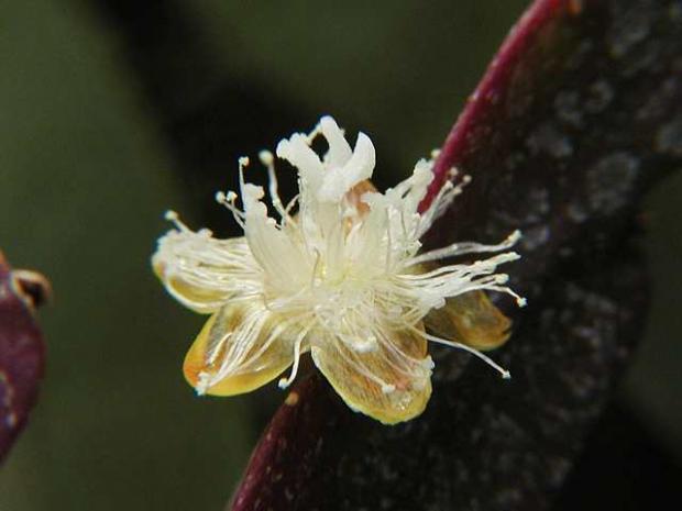 Rhipsalis pachyptera