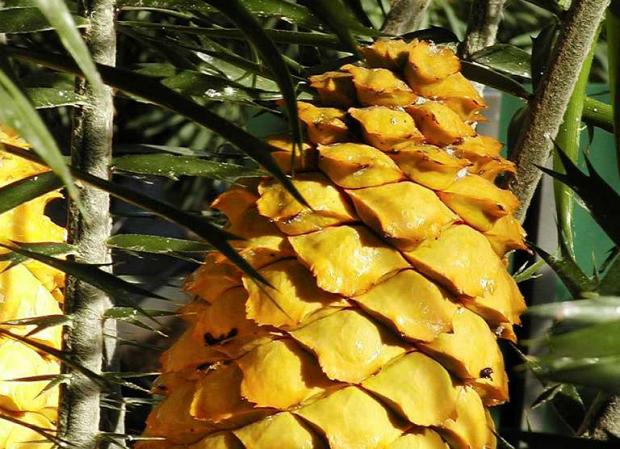 Encephalartos villosus, cone