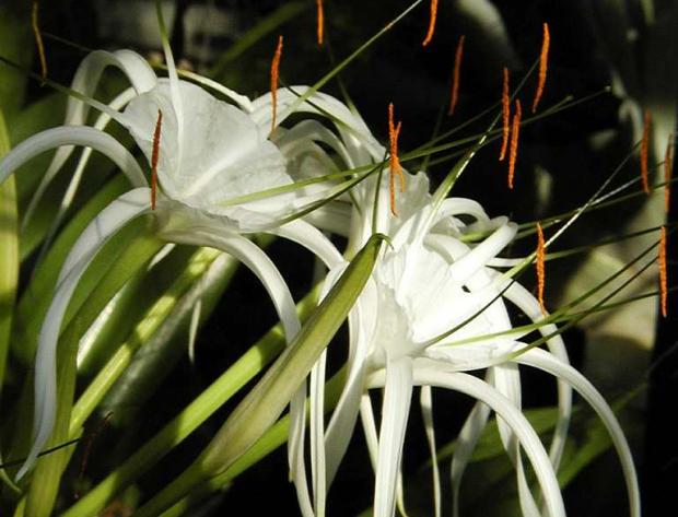 Hymenocallis littoralis