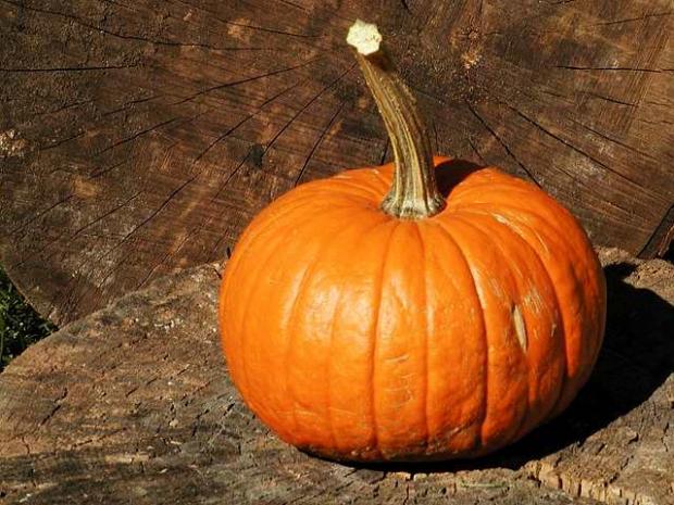 Cucurbita pepo 'Baby Bear'