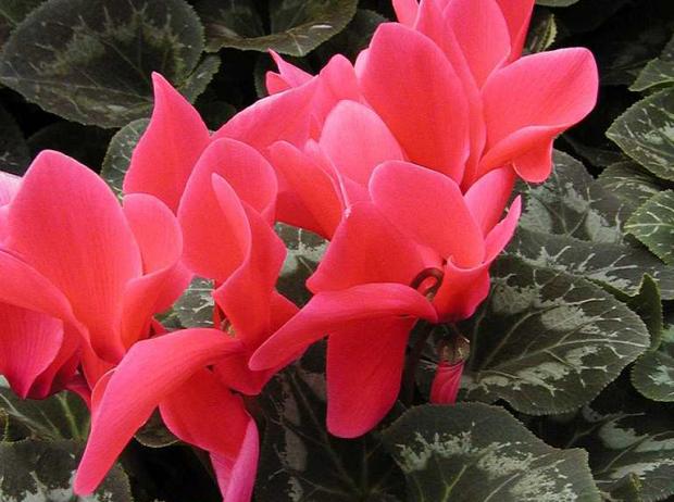 Cyclamen persicum 'Halios Fuschia Vif Amélioré'
