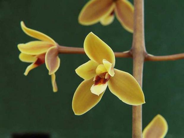 Cymbidium madidum