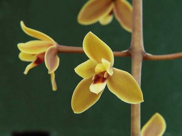 Cymbidium madidum