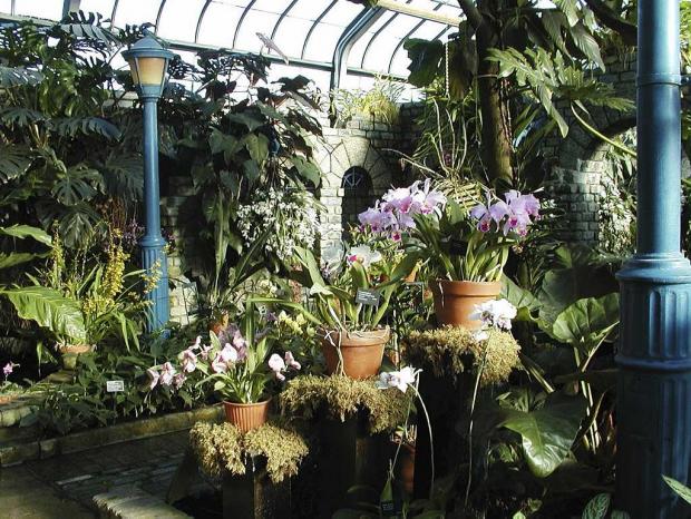 Serre des orchidées et aracées