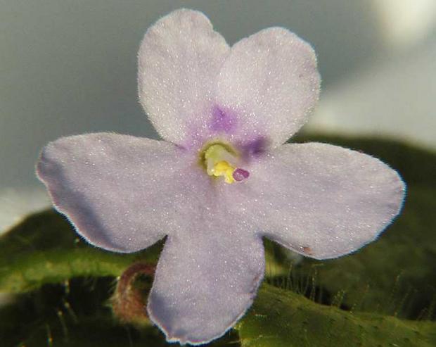 African violet (Saintpaulia shumensis)