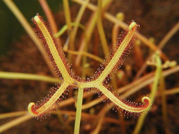 Drosera binata