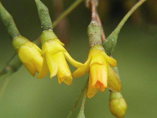 Hatiora salicornioides