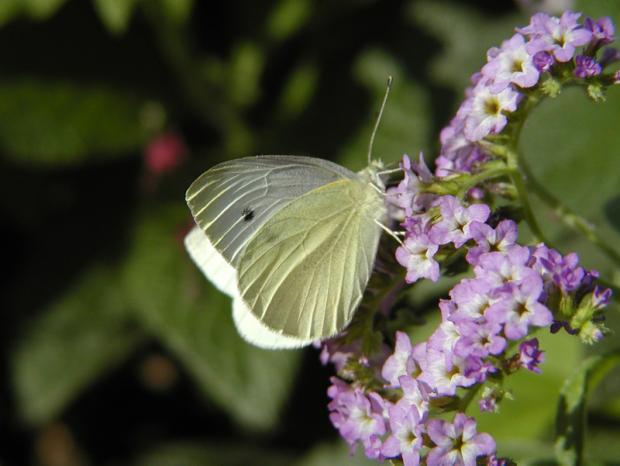  Pieris rapae