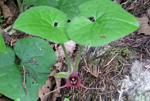 Asarum caudatum