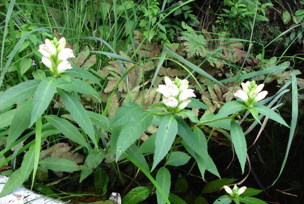 Chelone glabra (gim020303)