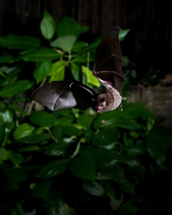 Pallas' long-tongued bat (Glossophaga soricina).