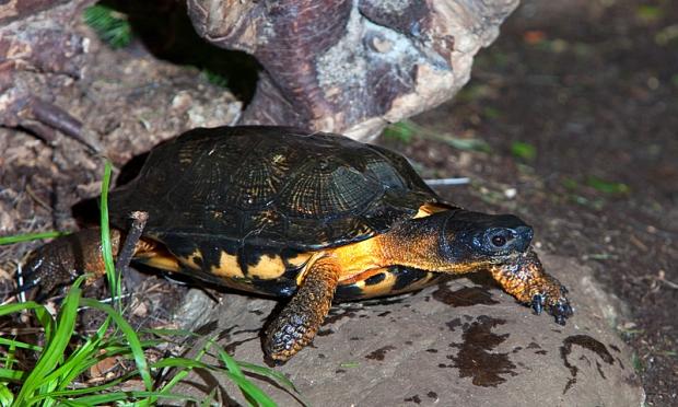 Glyptemys insculpta