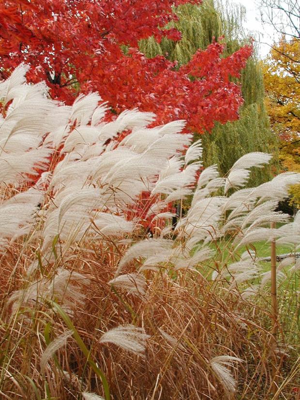 Ornamental grasses of the Japanese Garden in autumnal colours.