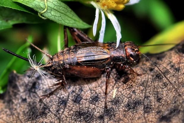 Gryllidae