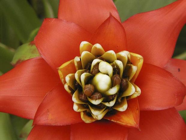 Guzmania lingulata var. cardinalis 'Superb'