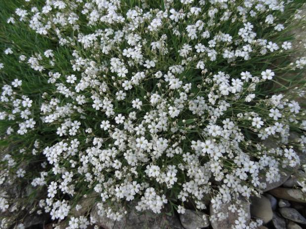 Gypsophila repens