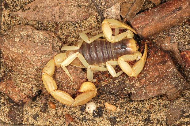 Hadrurus arizonensis, United States.