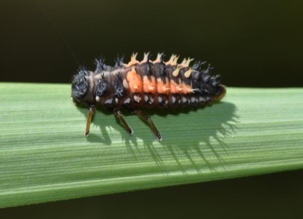 Harmonia axyridis