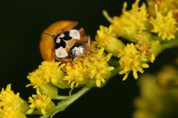 Harmonia axyridis