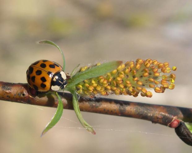 Harmonia axyridis