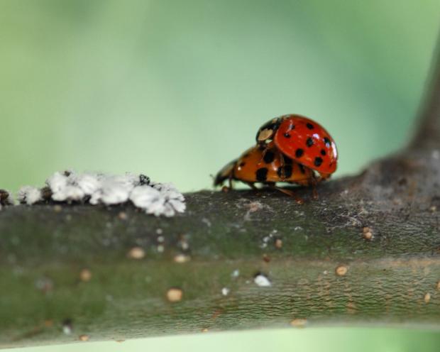 Harmonia axyridis