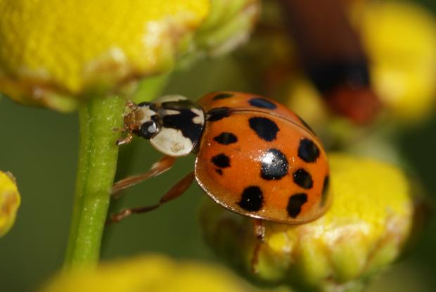 Harmonia axyridis