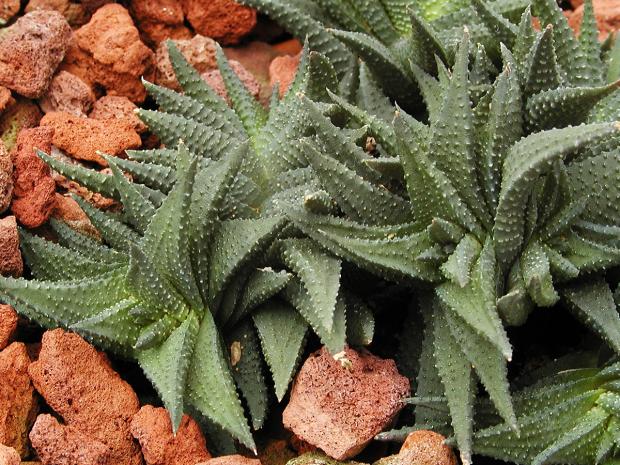 Haworthia scabra