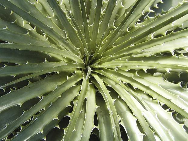 Hechtia glomerata