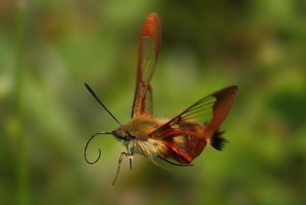 Hemaris thysbe