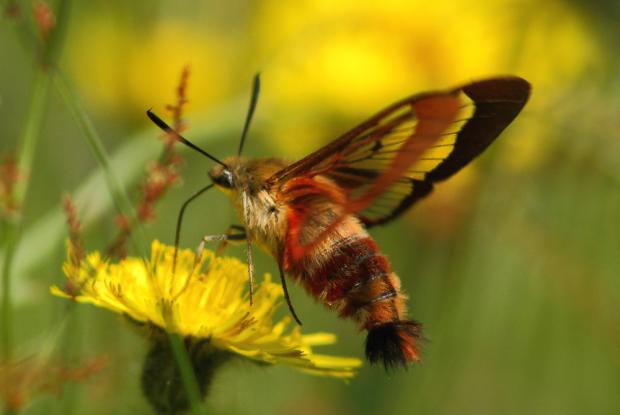 Hemaris thysbe