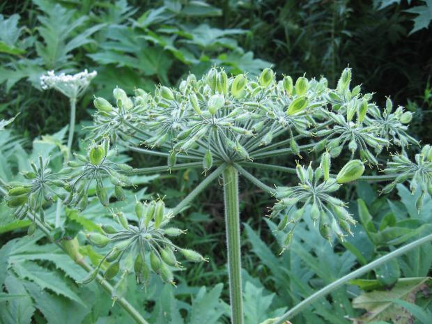 Heracleum mantegazzianum