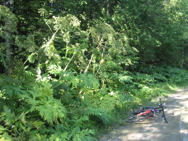 Heracleum mantegazzianum