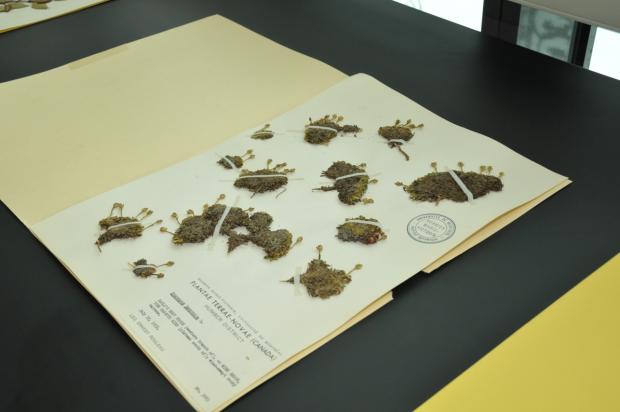 Marie-Victorin Herbarium.
