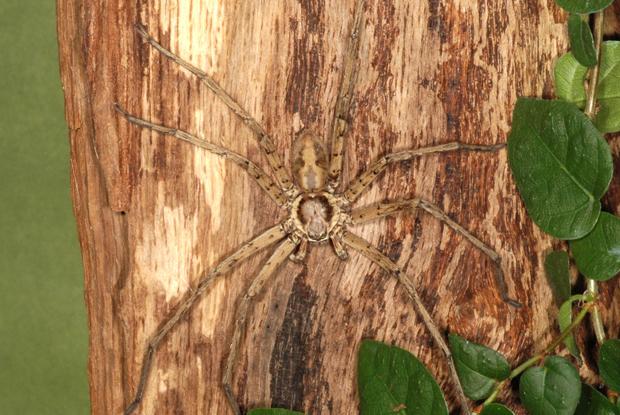 Heteropoda venatoria, cosmopolite.