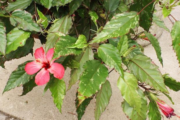 Hibiscus rosa-sinensis 'Cooperi'