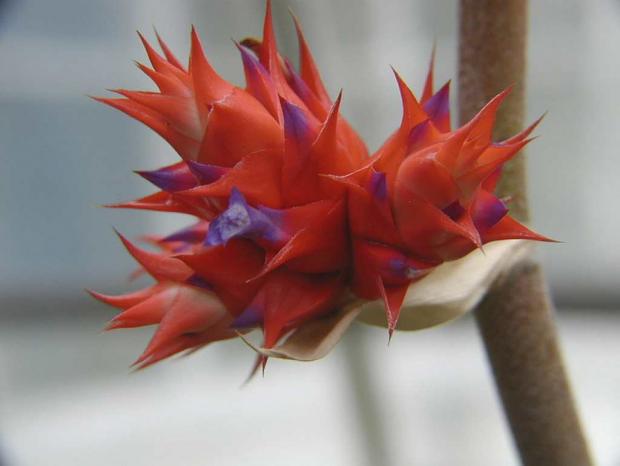 Hohenbergia stellata
