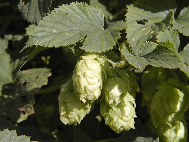 Humulus lupulus