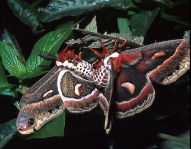 Hyalophora cecropia, Québec, Canada.