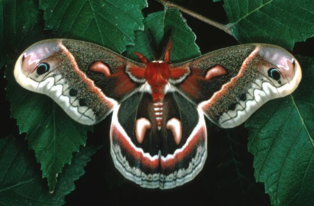 Hyalophora cecropia, Québec, Canada.
