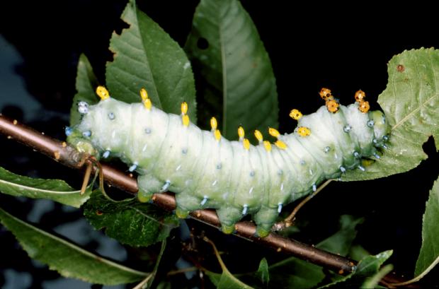 Hyalophora cecropia, Québec, Canada.