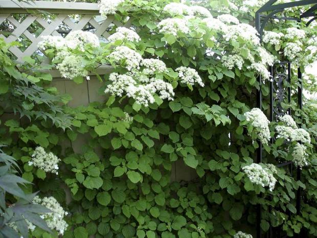 Hydrangea petiolaris