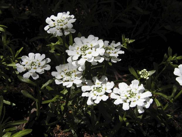Iberis sempervirens