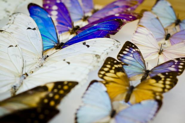 Butterfly identification