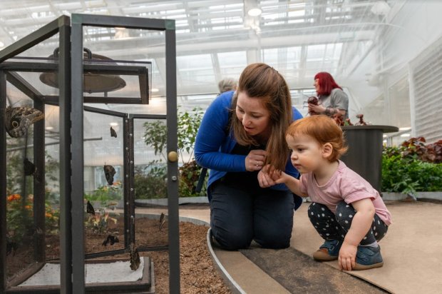 A mother and her daughter are observing butterflies flying free in the Insectarium.
