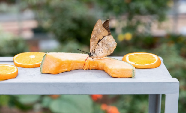 A butterfly stands on a cantaloupe in the Great Vivarium.