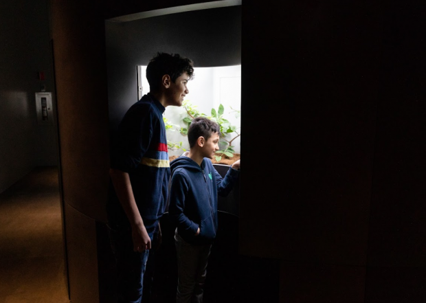 Deux jeunes regardent des insectes dans un vivarium.