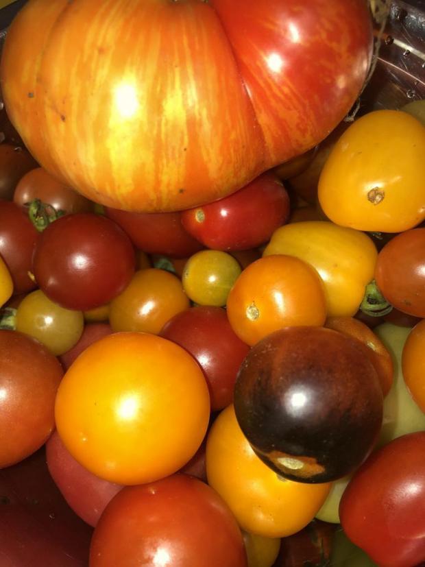 Different tomato cultivars