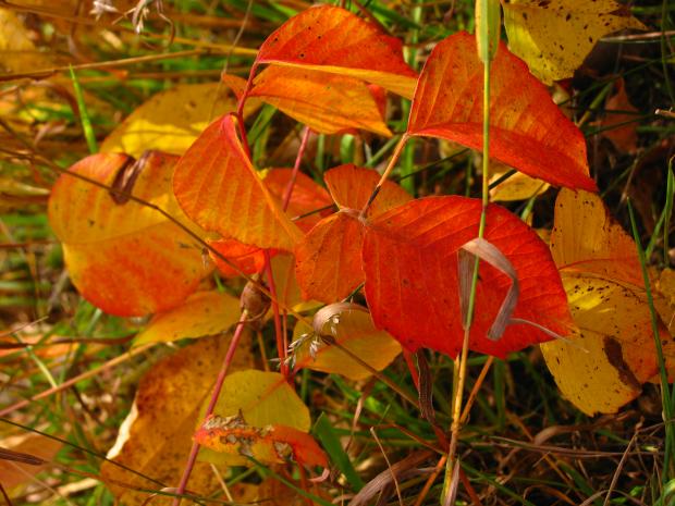 Herbe à la puce (Toxicodendron radicans) - Coloration automnale