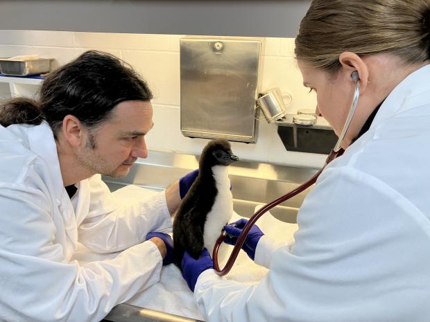 The chick’s health is closely monitored by the Biodôme’s specialists.