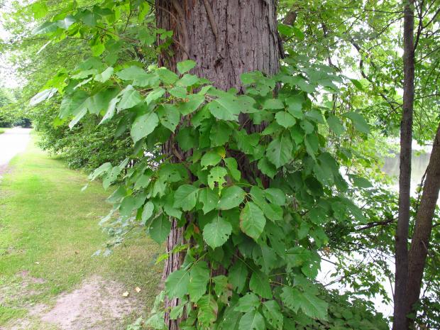 Poison ivy (Toxicodendron radicans) - Climbing form